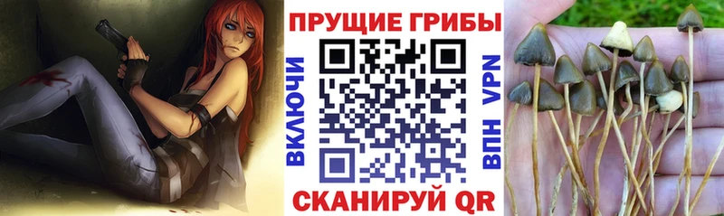 Псилоцибиновые грибы мухоморы  где купить наркоту  Иланский 